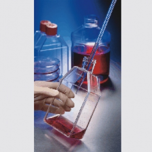CORNING CellBIND 表面细胞培养瓶