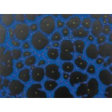 血管生成图像分析Tube Formation Ima...